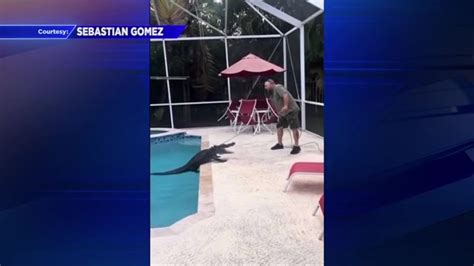 Trapper removes gator found floating in Weston family’s swimming pool